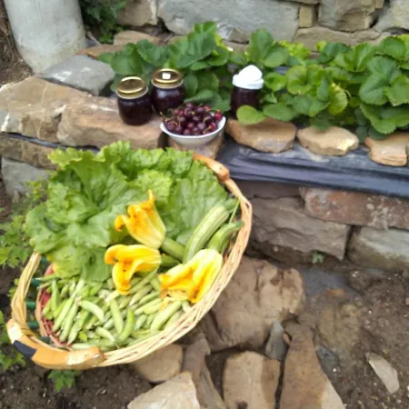 Allo Scoglio - Azienda Agricola *