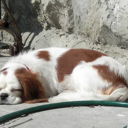 Allo Scoglio - Azienda Agricola ترييستي