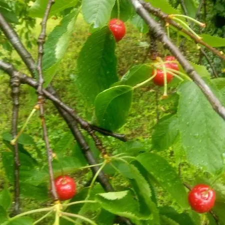 Allo Scoglio - Azienda Agricola *