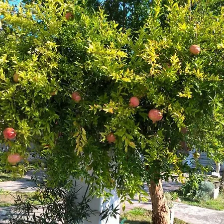 Allo Scoglio - Azienda Agricola