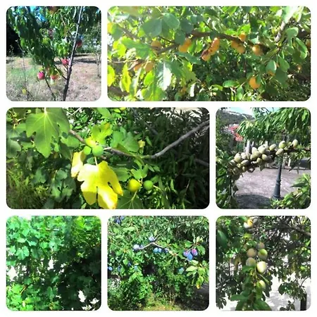 Allo Scoglio - Azienda Agricola 的里雅斯特