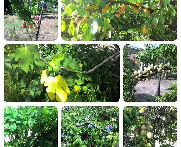 Allo Scoglio - Azienda Agricola Triëst