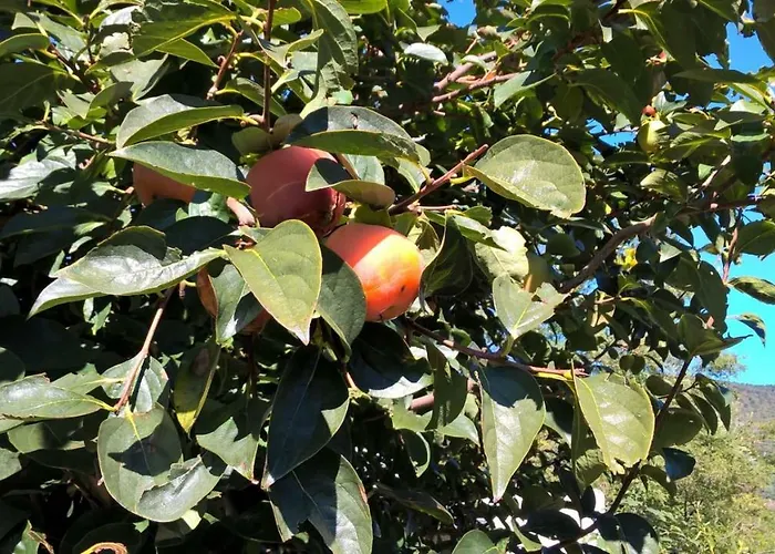 Gasthuis Allo Scoglio - Azienda Agricola Triëst